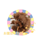 トイプードルのこむぎちゃん♪（個別スタンプ：3）