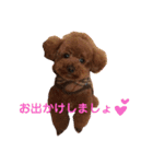 トイプードルのこむぎちゃん♪（個別スタンプ：10）