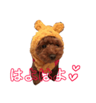 トイプードルのこむぎちゃん♪（個別スタンプ：20）