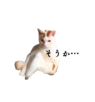 まゆげ柄のメイとオレンジシミ柄のエメ（個別スタンプ：3）