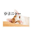 まゆげ柄のメイとオレンジシミ柄のエメ（個別スタンプ：11）