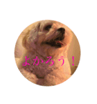小羽ちゃん（個別スタンプ：3）