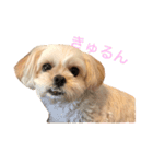 小羽ちゃん（個別スタンプ：5）