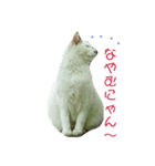 ネコ三渓園（個別スタンプ：2）