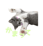 ペット集合♡（個別スタンプ：3）