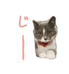 ペット集合♡（個別スタンプ：4）