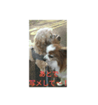 チロモコ2（個別スタンプ：1）
