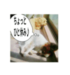 チロモコ2（個別スタンプ：2）