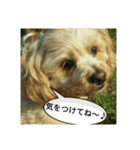 チロモコ2（個別スタンプ：10）