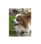 チロモコ2（個別スタンプ：11）