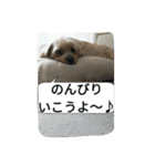 チロモコ2（個別スタンプ：16）