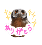 ポンの日常（個別スタンプ：2）