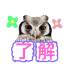 ポンの日常（個別スタンプ：7）