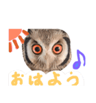 ポンの日常（個別スタンプ：9）
