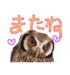ポンの日常（個別スタンプ：11）