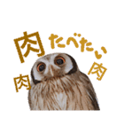 ポンの日常（個別スタンプ：16）