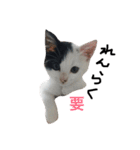 ぶち猫の花ちゃん（個別スタンプ：1）