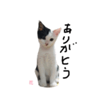 ぶち猫の花ちゃん（個別スタンプ：3）