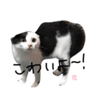 ぶち猫の花ちゃん（個別スタンプ：4）