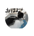 ぶち猫の花ちゃん（個別スタンプ：11）
