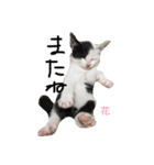 ぶち猫の花ちゃん（個別スタンプ：12）