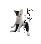 ぶち猫の花ちゃん（個別スタンプ：13）