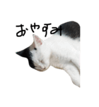 ぶち猫の花ちゃん（個別スタンプ：14）