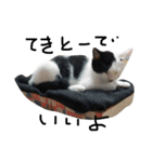 ぶち猫の花ちゃん（個別スタンプ：15）