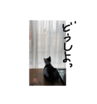 ぶち猫の花ちゃん（個別スタンプ：16）