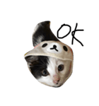ぶち猫の花ちゃん（個別スタンプ：17）
