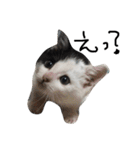 ぶち猫の花ちゃん（個別スタンプ：20）