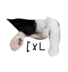 ぶち猫の花ちゃん（個別スタンプ：22）