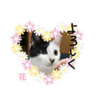 ぶち猫の花ちゃん（個別スタンプ：23）