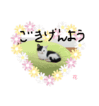 ぶち猫の花ちゃん（個別スタンプ：24）
