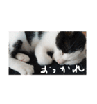 ぶち猫の花ちゃん（個別スタンプ：25）