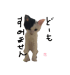 ぶち猫の花ちゃん（個別スタンプ：26）