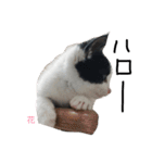 ぶち猫の花ちゃん（個別スタンプ：27）