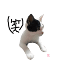 ぶち猫の花ちゃん（個別スタンプ：28）