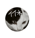 ぶち猫の花ちゃん（個別スタンプ：31）