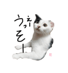 ぶち猫の花ちゃん（個別スタンプ：33）