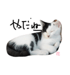 ぶち猫の花ちゃん（個別スタンプ：34）