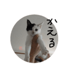 ぶち猫の花ちゃん（個別スタンプ：36）
