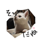 ぶち猫の花ちゃん（個別スタンプ：38）