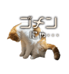 猫のロイくん＆ミミちゃん（個別スタンプ：3）