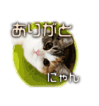 猫のロイくん＆ミミちゃん（個別スタンプ：6）