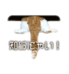 猫のロイくん＆ミミちゃん（個別スタンプ：12）