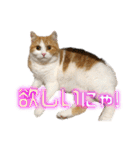 猫のロイくん＆ミミちゃん（個別スタンプ：30）