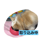 ワンコのご挨拶（個別スタンプ：1）