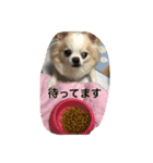 ワンコのご挨拶（個別スタンプ：2）