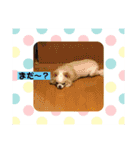 ワンコのご挨拶（個別スタンプ：4）